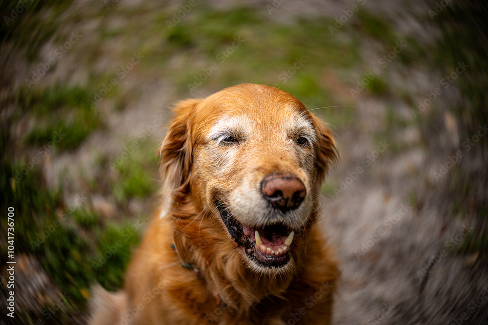 Golden Retriever Looking Happy Golden Retriever Looking Happy