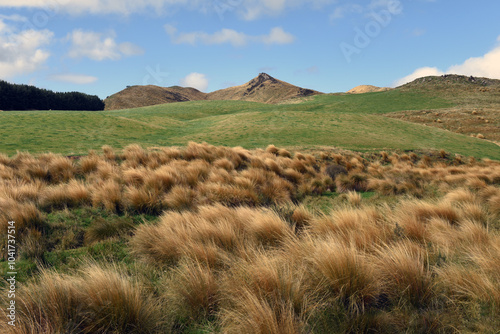 landscape with common Red Tussock Grass (Chionochloa rubra) abounds plenty in the Otago region grasslands, South Island, New Zealand photo