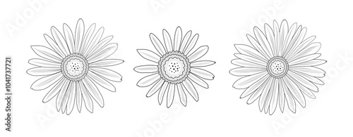 Isolated black white stroke outline daisy camomile set illustration. Flower petal blossom for love, gardening, peace, summer, spring concept.