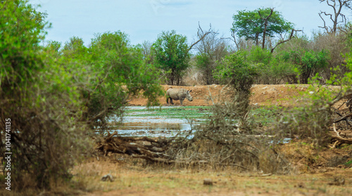 A lone rhinoceros near a waterhole in a serene national park in Eswatini showcasing wildlife in its natural habitat