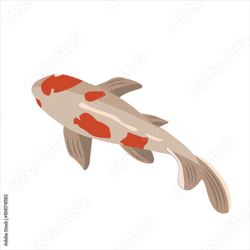 Vector illustration of Koi fish from top view. Asian carp isolated on white background.