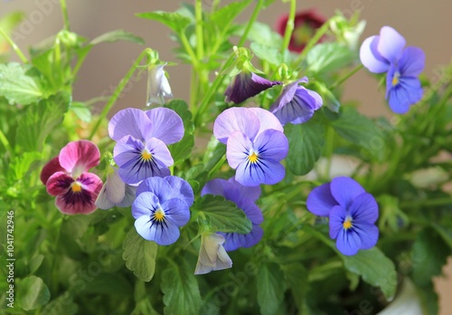  close-up of pansy flowers in the garden