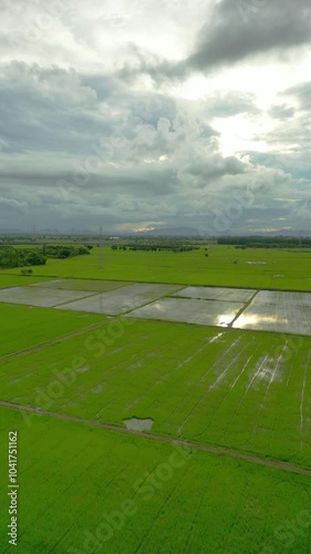 Aerial landscape of vibrant green rice fields under cloudy skies, with power lines and distant mountains on the horizon.
