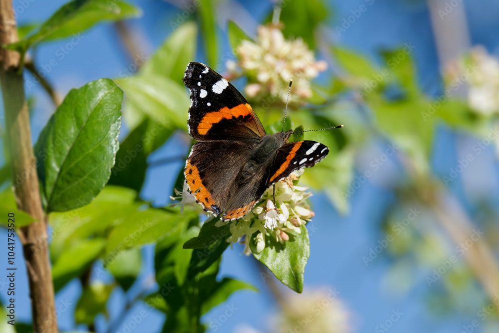 Red admiral butterfly (Vanessa Atalanta) perched on a white flower in Zurich, Switzerland Red admiral butterfly (Vanessa Atalanta) perched on a white flower in Zurich, Switzerland