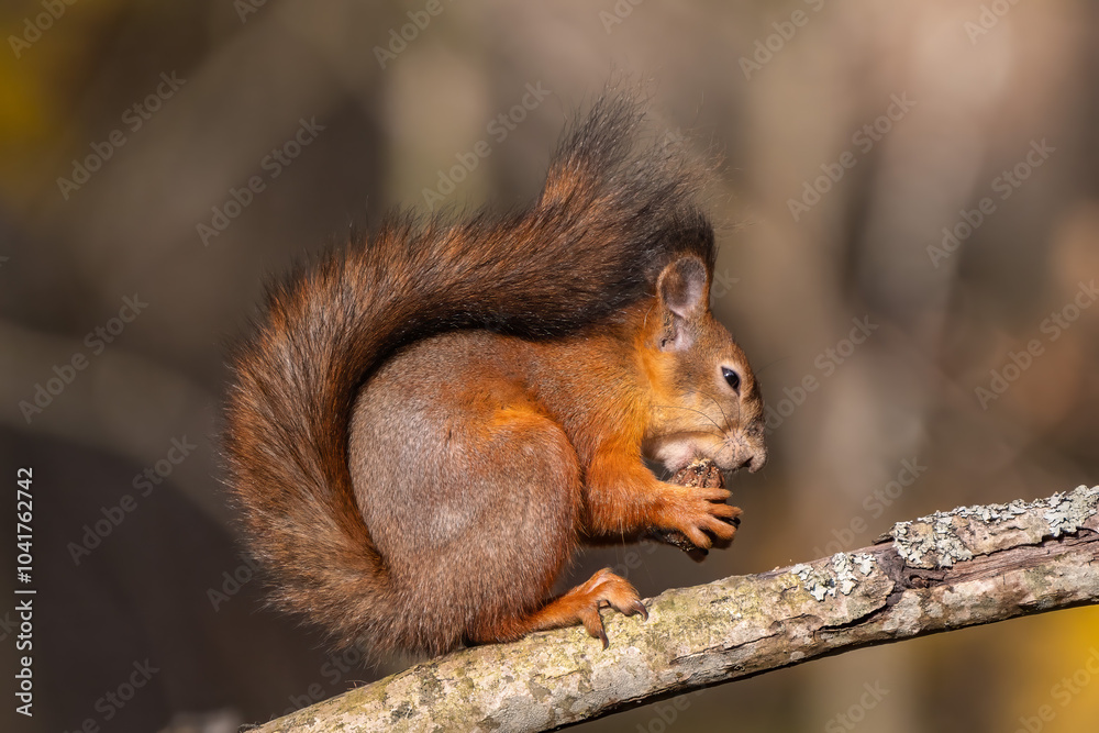 Red squirrel eating nut on a tree Red squirrel eating nut on a tree