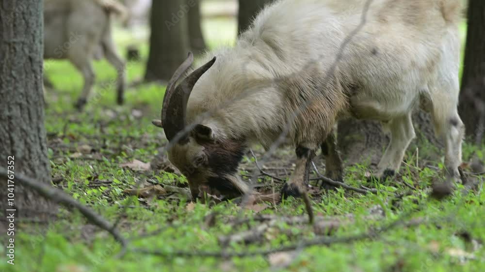 goats with long beards and curved horns grazing in a forest, surrounded by trees and fallen leaves. They appear calm and curious, creating a peaceful rural scene