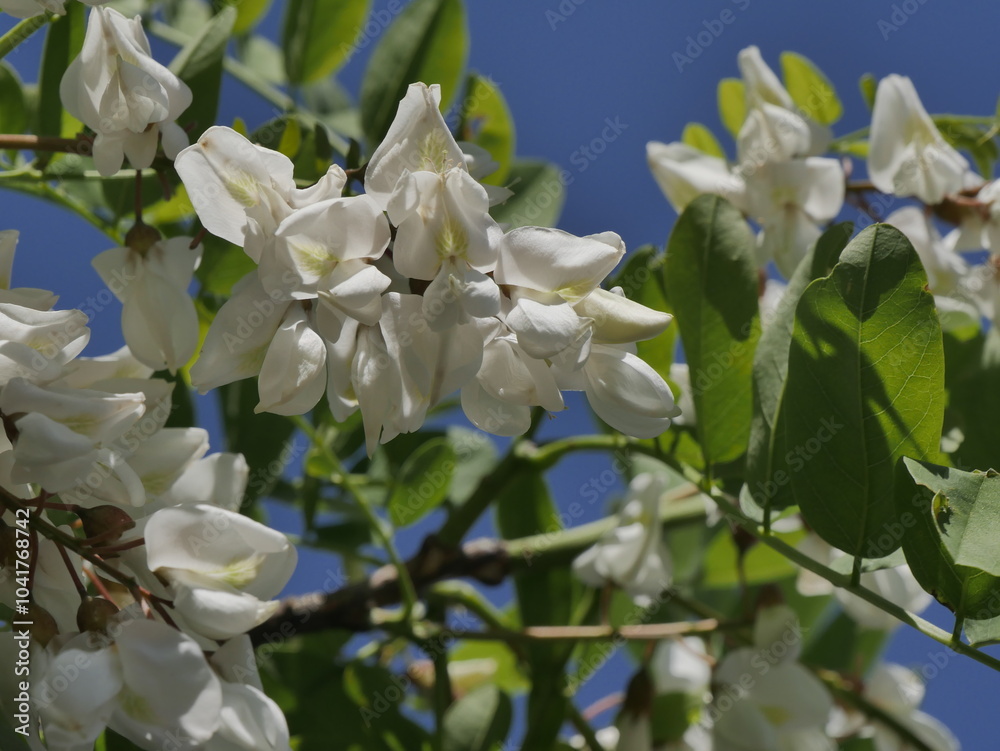cream white flowers of Robinia pseudoacacia or Black locust in April in sunny weather, close up cream white flowers of Robinia pseudoacacia or Black locust in April in sunny weather, close up