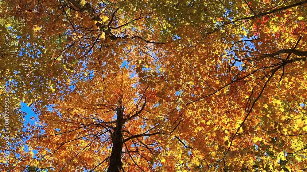 Lush foliage in trees during Autumn season Lush foliage in trees during Autumn season