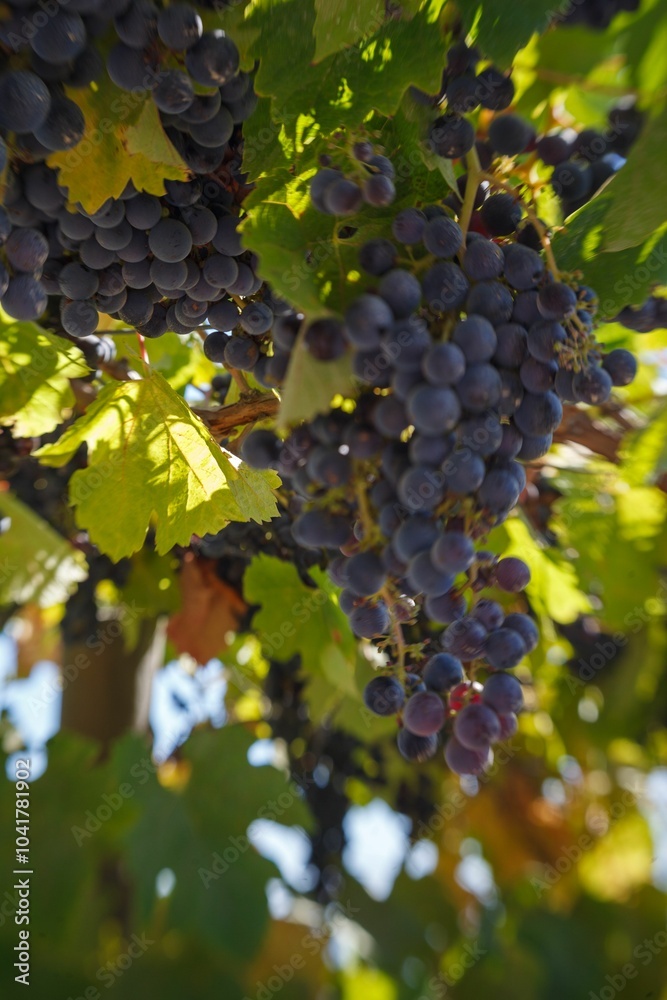 Fototapeta premium Ripe grapes hanging from the vine in a vineyard.