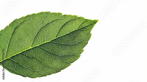 A green plant leaf on a white background 