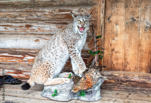 Stuffed lynx with a partridge in its paws on the porch of a wooden house