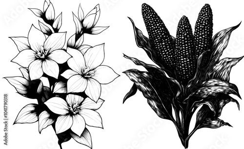 A modern silhouette of a single ear of corn. It is surrounded by leaves and grains.