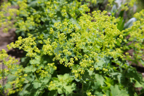 фотографія Alchemilla mollis flowers blooming in the garden