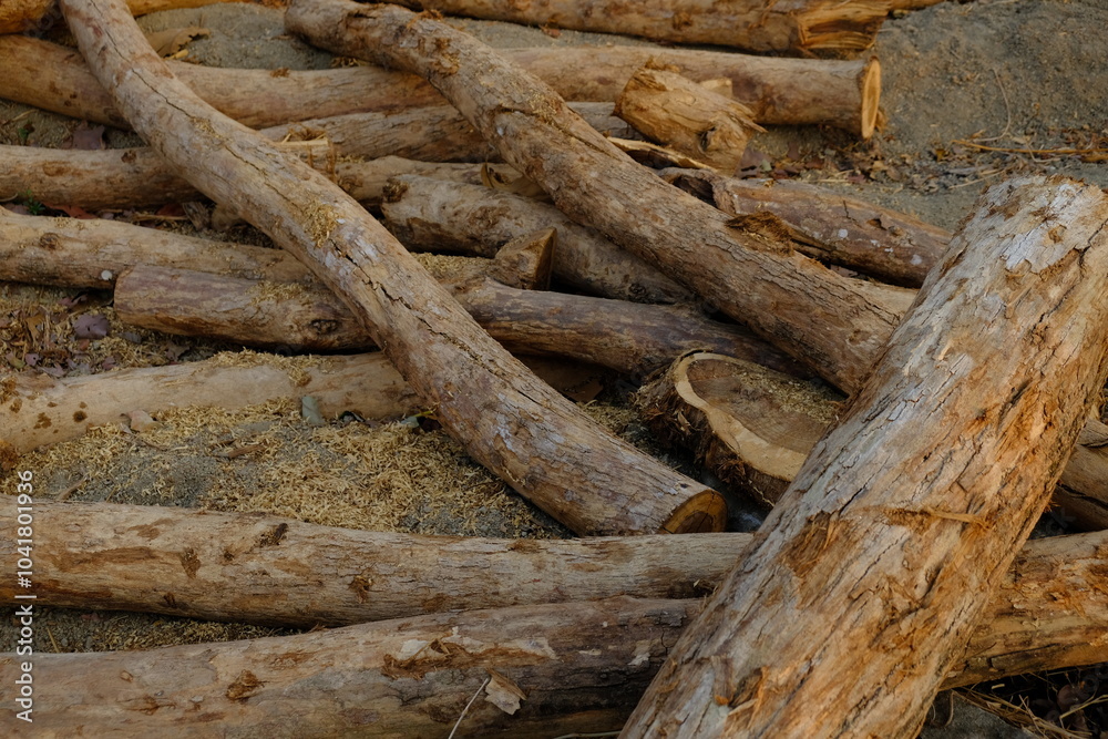 felled teak tree. tree trunk above ground. teak wood harvest. felled teak tree. tree trunk above ground. teak wood harvest.