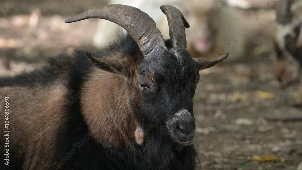 goats with long beards and curved horns grazing in a forest, surrounded by trees and fallen leaves. They appear calm and curious, creating a peaceful rural scene goats with long beards and curved horns grazing in a forest, surrounded by trees and fallen leaves. They appear calm and curious, creating a peaceful rural scene