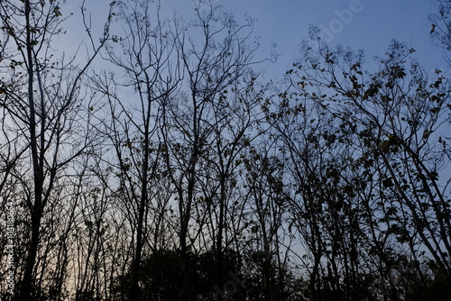 twilight and deciduous teak trees. teak tree shadows form a black silhouette.