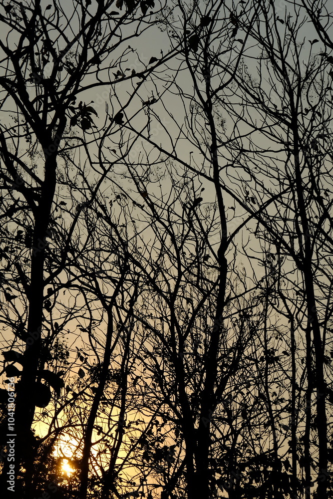 twilight and deciduous teak trees. teak tree shadows form a black silhouette. twilight and deciduous teak trees. teak tree shadows form a black silhouette.