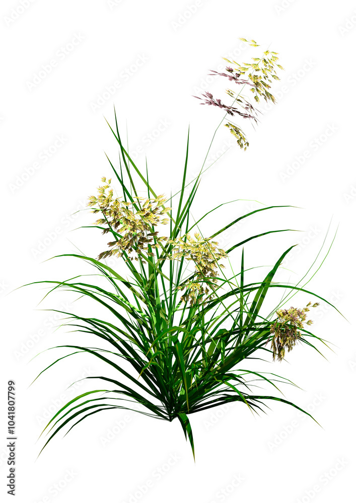 3D Rendering Patch of Grass on White 3D Rendering Patch of Grass on White