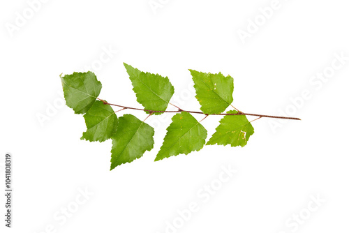 Fotografía green birch tree twig leaves isolated on white or transparent png