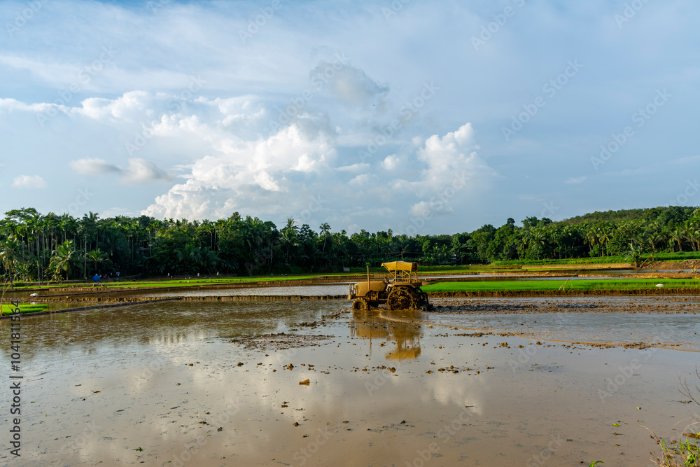 Fototapeta premium Paddy fields