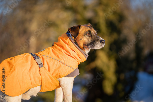 Jack Russell Terrier in dog coat on cold Winter day. Jack Russell Terrier in winter clothes standing in the snow.  photo