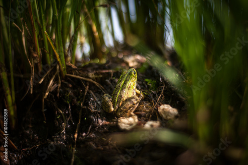 Green and brown pool frog sitting on dirt among swamp grass and rocks with a soft blurry background and foreground