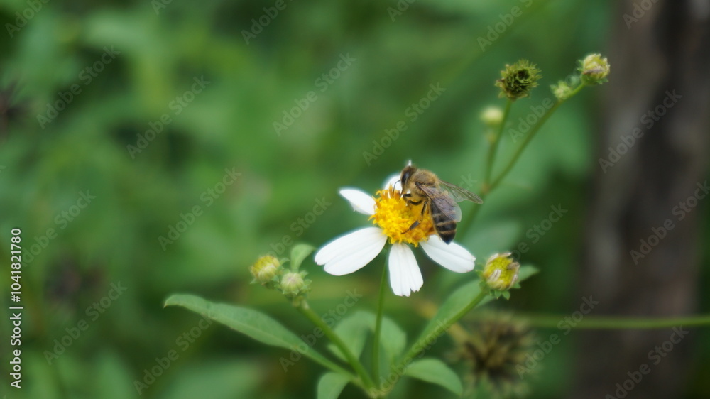 Fototapeta premium bee collects honey on chrysanthemum
