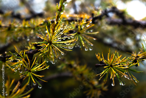 Droplets of morning dew on yellow autumn larch tree needles close-up with a blurry background