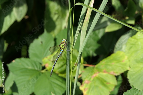 Blaugrüne Mosaikjungfer
