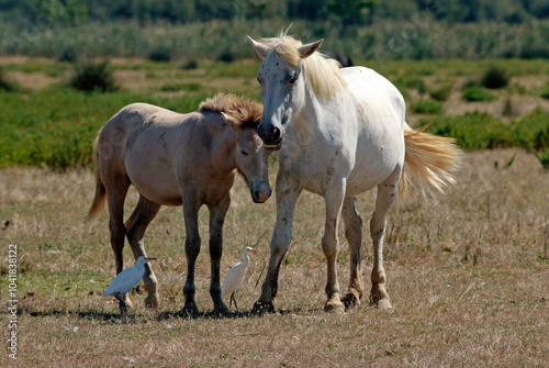 Cheval race Camarguais, Héron garde boeufs, Bubulcus ibis, Western Cattle Egret, Camargue,