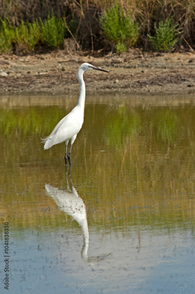Aigrette garzette, .Egretta garzetta, Little Egret, Aigrette garzette, .Egretta garzetta, Little Egret,