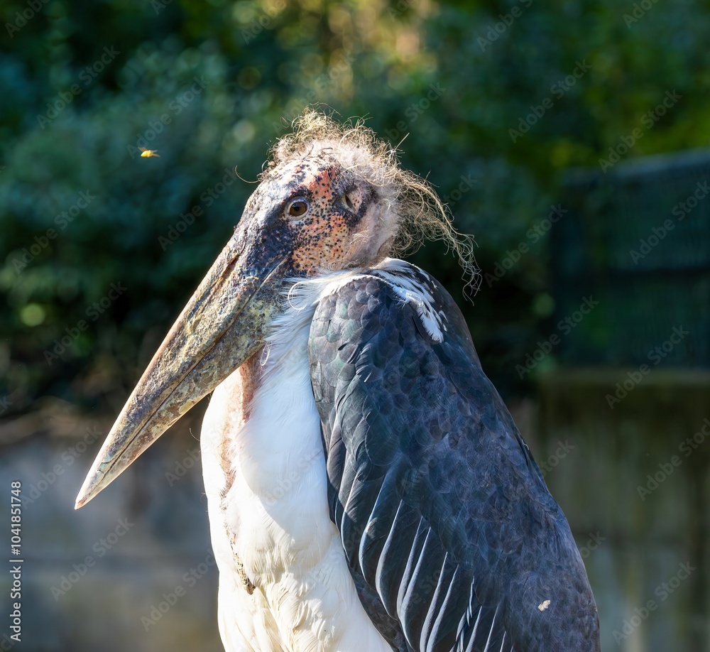 The marabou is a large bird and belongs to the stork family. The white stork, for example, also belongs to this family of birds!