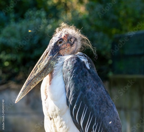 Obraz na płótnie The marabou is a large bird and belongs to the stork family. The white stork, for example, also belongs to this family of birds! w salonie