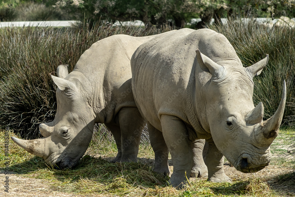 Obraz premium Rhinocéros à la Réserve africaine de sigean