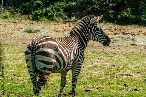 Zèbre à la Réserve africaine de sigean photo