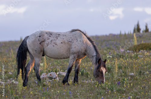 Wild Horse in Summer in the Pryor Mountains Montana