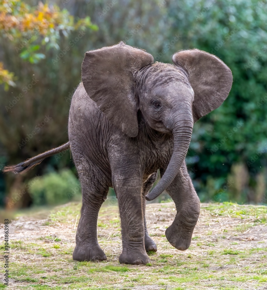 Fototapeta premium Playful Baby Elephant on Grassy Terrain