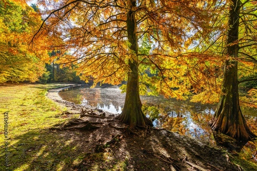 Autumn trees reflecting in a serene lake.