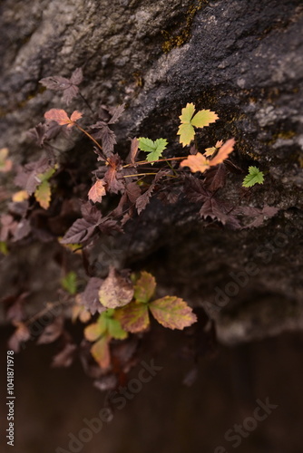 Autumn in Beijing's Yunmeng Mountain is colorful photo