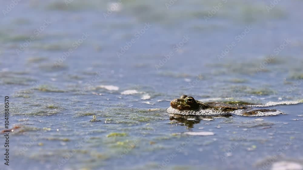 Marsh frog (Pelophylax ridibundus) in a lake, 4K video. Marsh frog (Pelophylax ridibundus) in a lake, 4K video.