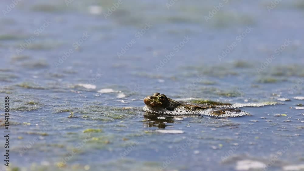 Marsh frog (Pelophylax ridibundus) in a lake, 4K video. Marsh frog (Pelophylax ridibundus) in a lake, 4K video.