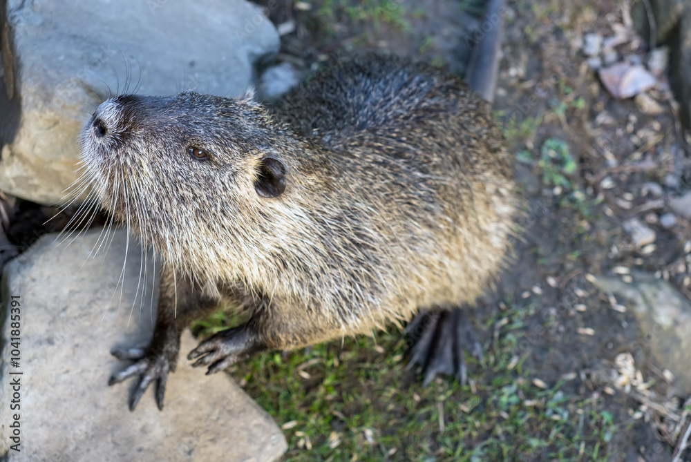 An otter or nutria stands on its hind legs on a lawn close-up An otter or nutria stands on its hind legs on a lawn close-up