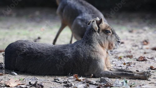 Mara, a Patagonian Rodent (Dolichotis patagonum) Relaxing While Laying Down and Enjoying the Sun photo