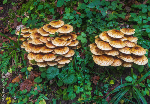 Pilz Goldfellschüppling photo