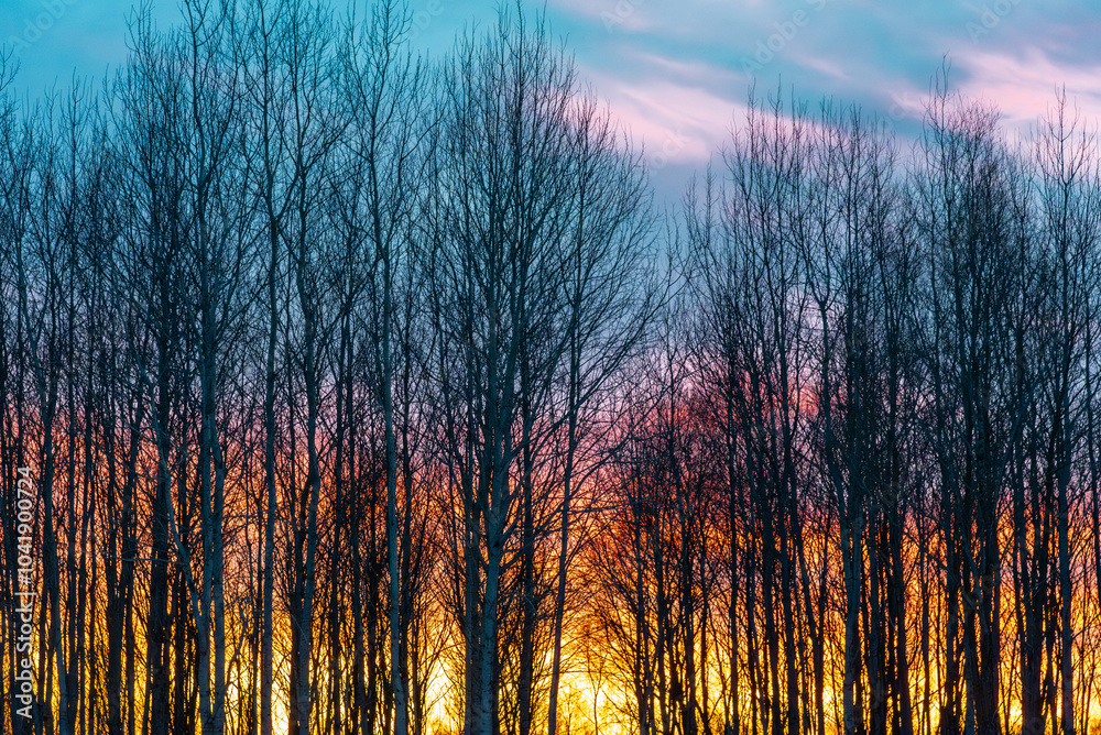 Abstract background wirh naked trees and bright sunset sky at March