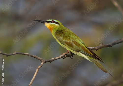 Blue-cheeked bee-eater perched on acacia tree observing at bee nearby photo