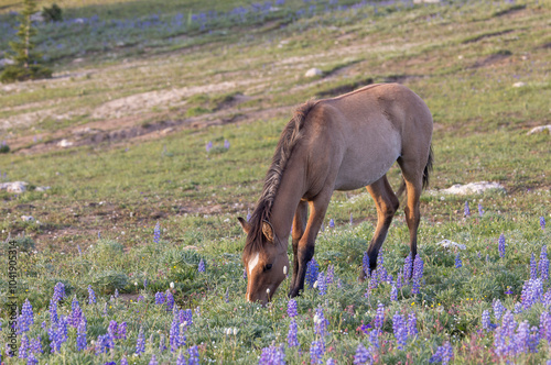 Wild Horse in Summer in the Pryor Mountains Montana photo