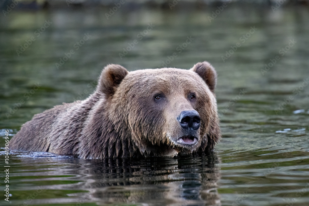 Sow Kodiak bear in the water with her lip sticking out Sow Kodiak bear in the water with her lip sticking out