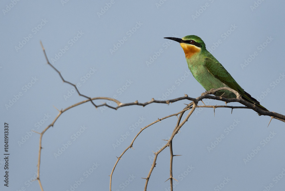 Obraz premium Portrait of a Blue-cheeked bee-eater, Jasra, Bahrain