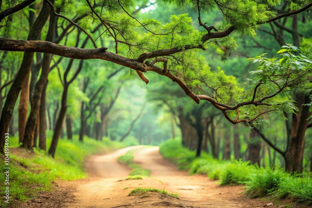 Naklejka premium Asymmetrical tree branch over dirt path in Chinese forest